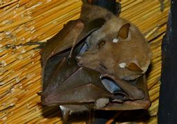 Image result for 5 Adataitions of a Epauletted Fruit Bat