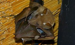 Image result for Wahlberg's Epauletted Fruit Bat