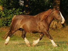 Image result for Breton Horse