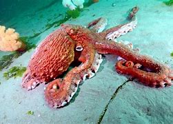 Image result for North Pacific Giant Octopus