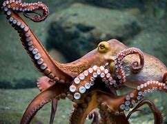 Image result for Cool Octopus