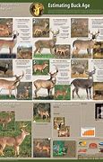 Image result for Whitetail Deer Aging Chart