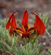 Image result for Unusual and Rare Flowers