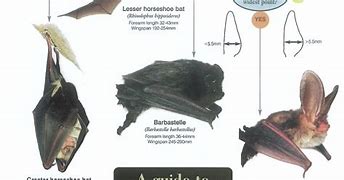 Image result for UK Bat Species Identification