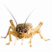 Image result for Pinhead Crickets