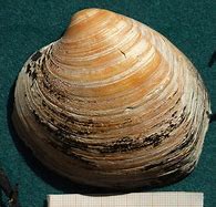 Image result for Old Clams