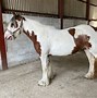 Image result for Caballo Gypsy Vanner