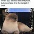 Image result for Ignore the Cat Meme