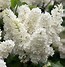 Image result for Syringa vulgaris Mme Florent Stepman