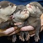 Image result for Otter Pups