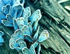 Image result for High Resolution Butterflies