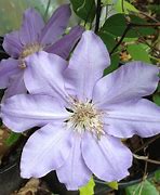 Image result for Lilac Clematis