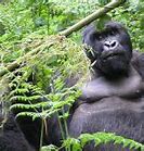 Image result for Columbus Zoo Gorillas