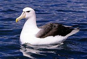 Image result for albatros