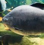 Image result for Iikan Pacu