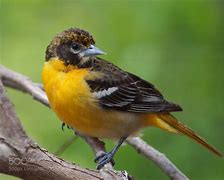 Image result for Female Baltimore Oriole