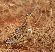 Image result for Pterocles decoratus