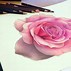 Image result for Beautiful Rose Flowers Drawings