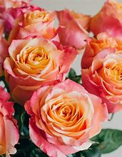 Image result for Flowers Peach and Pink Roses