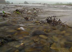 Image result for Longest River Severn