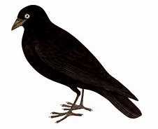 Image result for Crow Markovic