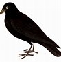 Image result for Free Vintage Clip Art Crows