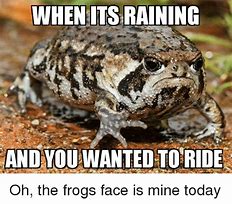 Image result for Rain Toad Memes