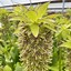 Image result for Eucomis bicolor