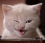 Image result for Funny White Cat