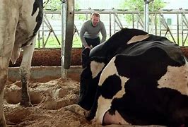 Image result for Tip a Cow