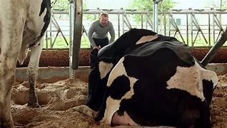 Image result for Tipped Over Cow