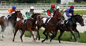 Image result for Thoroughbred Horse Racing