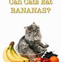 Image result for Cat Eat Banana