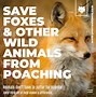 Image result for Quotes About Protecting Animals
