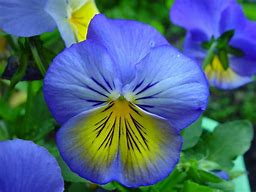 Image result for Blue and Yellow Flowers