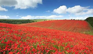 Image result for Poppies Pictures Remembrance Day