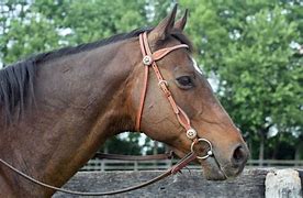 Image result for snaffle bits use