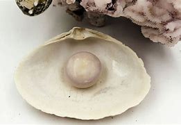 Image result for Pearl in a Clam