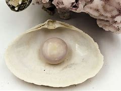 Image result for Giant Clam Pearl