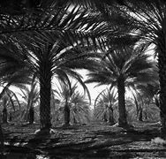 Image result for Ancient California Palm Trees