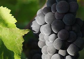 Image result for J+Vineyards+Pinot+Meunier
