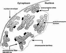 Image result for Chromosome Territories