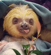Image result for Crazy Sloth