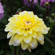 Image result for Dahlia Yellow Perception 