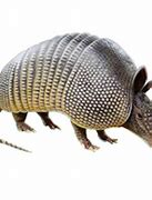 Image result for Pixelated Armadillo