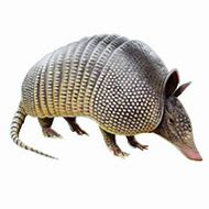Image result for Armadillo PNG