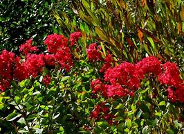 Image result for Lagerstroemia Beverly Rouge