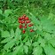 Image result for Actaea rubra Neglecta