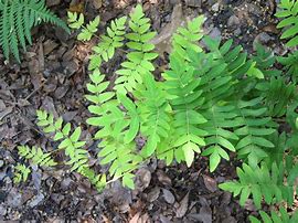 Image result for Osmunda regalis