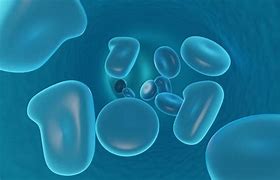 Image result for White Blood Cells in Blood